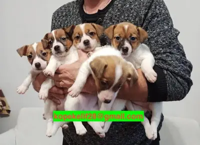 Erkek ve dişi Jack Russell Terrier yavrularını hediye edin
