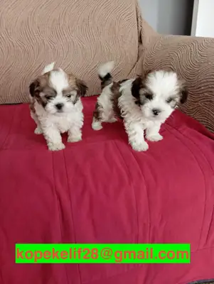 Cadeau chiots Shih Tzu mâle et femelle