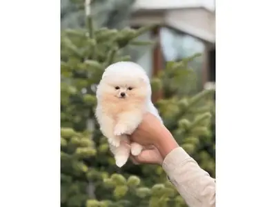 Pomeranian blanc mâle élevé dans un cadre familial stable