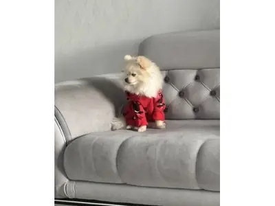 Pomeranian blanche adulte calme à adopter