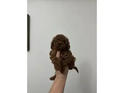 Caniche marron mâle avec caractère attentif