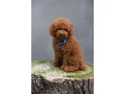 Caniche marron femelle sociable en adoption