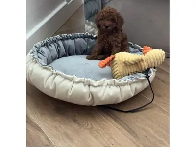 Caniche marron mâle recherchant stabilité