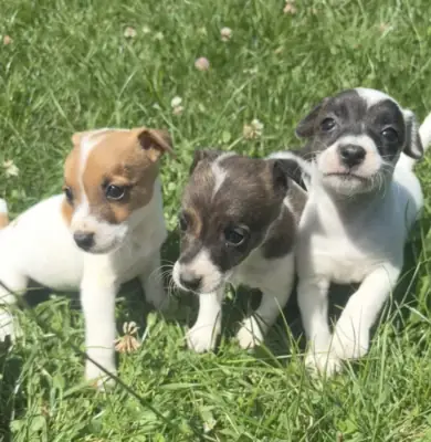 待领养的杰克罗素梗幼犬（公母都有）。