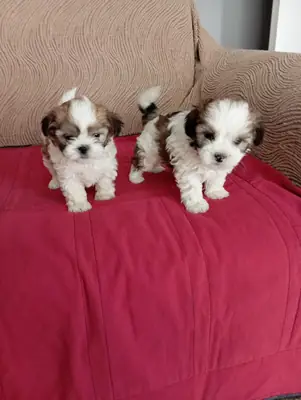 Sahiplendirilmek üzere Shih Tzu cinsi erkek ve dişi yavrular.