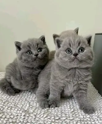 British shorthair kittens available for rehoming.