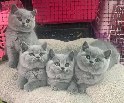 Adorable British shorthair kittens available for rehoming