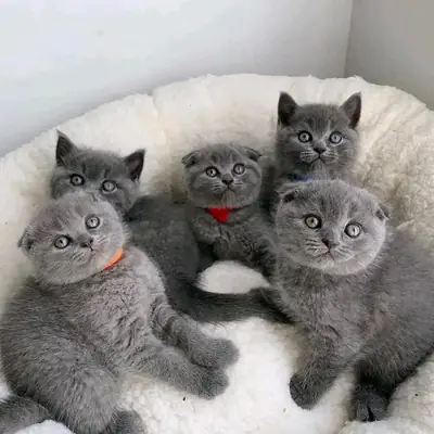 Playful British shorthair kittens available for rehoming.