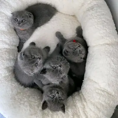 Adorables chatons British Shorthair disponibles à l'adoption.