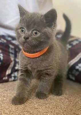 Sweet British shorthair kittens available for rehoming.