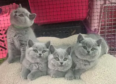 British shorthair kittens available