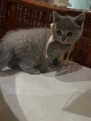 Male and female British shorthair kittens 