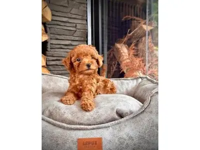 Caniche nain mâle marron à la personnalité équilibrée