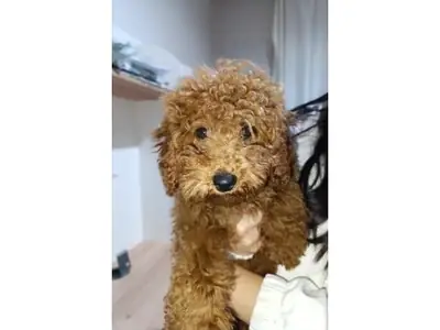 Caniche mâle adulte marron cherche une famille stable à long terme.