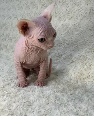 Котенок сфинкса.