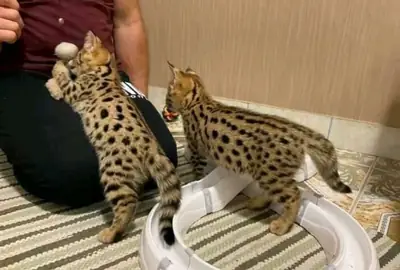 бенгальские котята