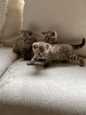бенгальские котята, как самцы, так и самки