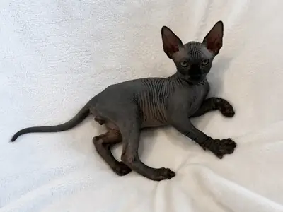 Sphynx Kittens.