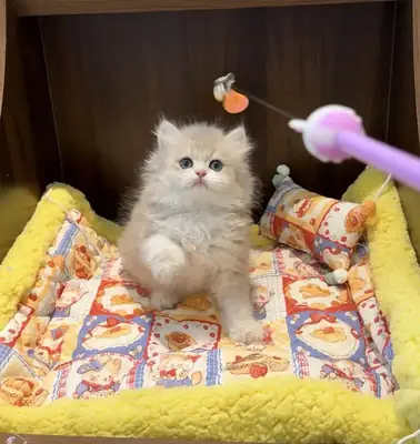 British Longhair kittens 