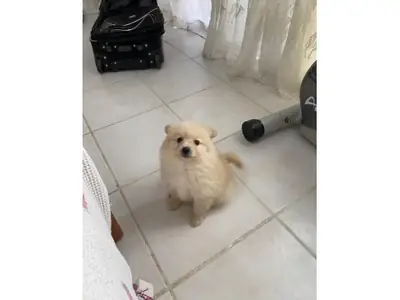 Pomeranian blanca adulta en adopción responsable