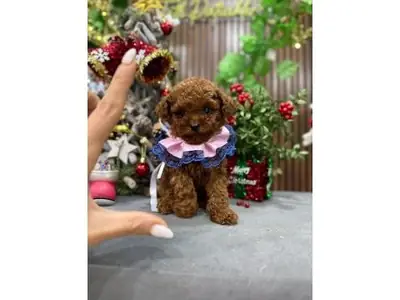 Caniche marrón macho con carácter atento