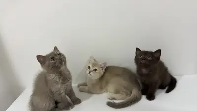 British Shorthair Kittens