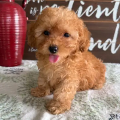 Hermoso Cachorro Caniche Toy Color Caramel y Blanco – Listo para un Nuevo Hogar
