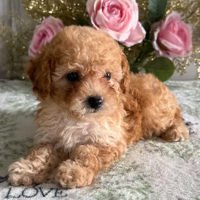 Exclusivo Cachorro Caniche Parti (Castaño y Blanco) – Listo para Adopción