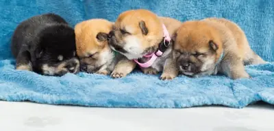Chiots Shiba Inu à adopter pour famille investie et aimante