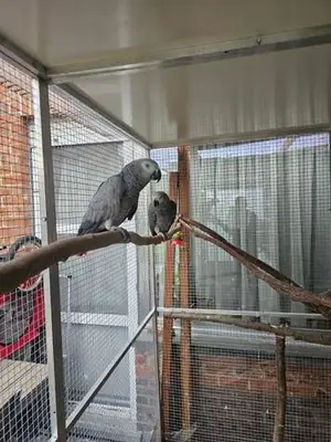 Perroquets gris du gabon EAM apprivoisés