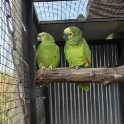 Jeune Couple De Perroquets Amazone À Front Bleu EPP À Adopter