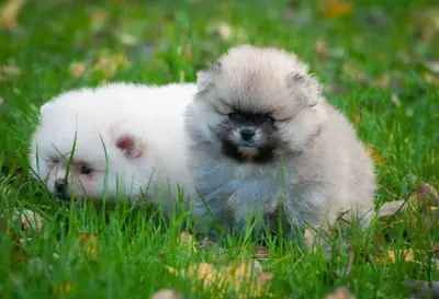 漂亮的纯种博美矮狐狸幼犬