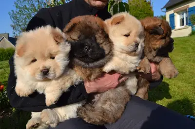 漂亮的纯种松狮幼犬