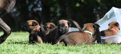 漂亮的纯种比利时马里努阿犬幼犬