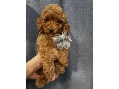 Caniche macho adulto marrón con temperamento estable.