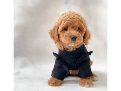 Caniche toy marrón macho criado con una rutina estructurada