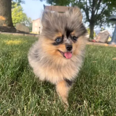 Wunderschöner Zwergspitz / Pomeranian Welpe in Blue Merle sucht ein liebevolles Zuhause