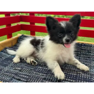 Süßer Schwarz-Weißer Pomeranian Welpe sucht ein neues Zuhause