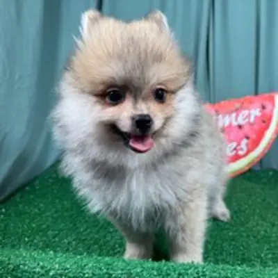 Bezaubernder Pomeranian Welpe im Bärchen-Look (Creme / Sable)
