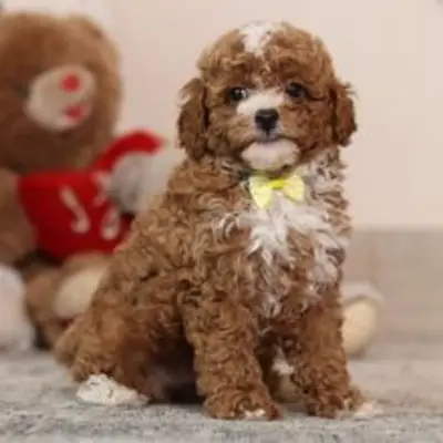 巧克力色/红色带白色斑纹的独家玩具贵宾犬幼犬——待领养