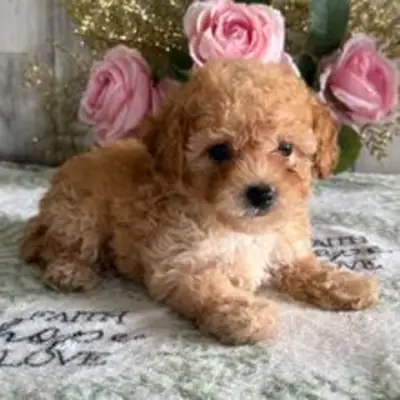 可爱的泰迪熊造型贵宾犬幼犬（浅金色/奶油色）——待领养