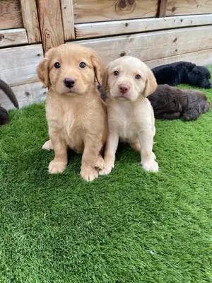 Regalo Labradora ha dado a luz a 10 cachorros robustos.
