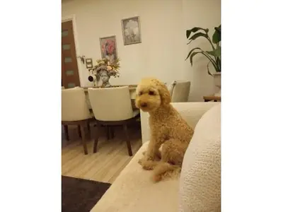 Коричневая самка пуделя в поиске спокойного дома