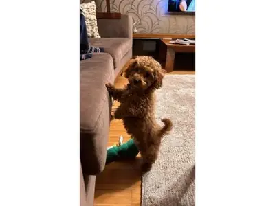 稳定性格的棕色玩具贵宾公犬