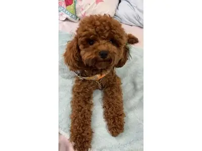 寻找稳定家庭的棕色贵宾母犬