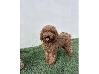 成熟棕色贵宾公犬寻找永久家庭