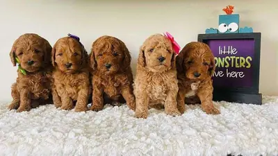 Goldendoodle Puppies available now
