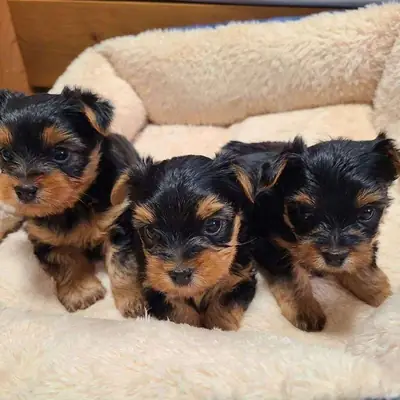 纯种迷你约克夏梗幼犬