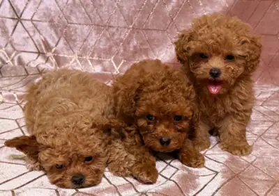  Maltipoo puppies ready for their new home.