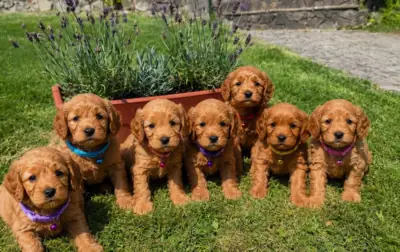  Cockapoo puppies ready for their new home